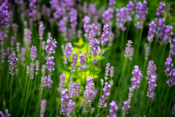lavender flowers in the garden