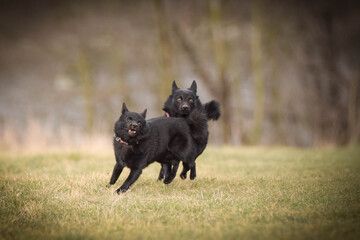 puppies of schipperke are  running on road. She is so happy and crazy dog. She loves moving.