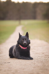 puppy of schipperke, who is lying in meadow. She is so happy and crazy dog.