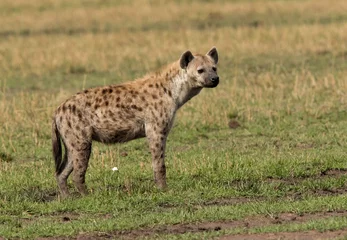 Foto op Aluminium Portret van een hyena in Masai Mara, Kenia © Dr Ajay Kumar Singh