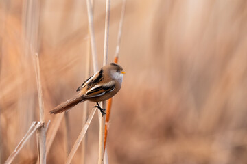 bigotudo (Panurus biarmicus)