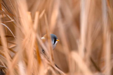 bigotudo (Panurus biarmicus)
