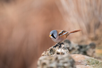 bigotudo (Panurus biarmicus)