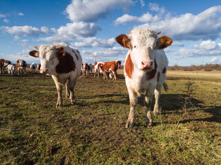 Fototapeta na wymiar Two curious cows separated from the herd and stared at the camera.