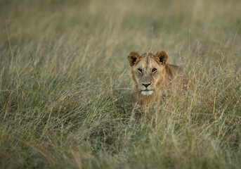 Fototapeta na wymiar Lion in the grasses during evening hours, Masai Mara