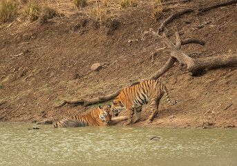 Naklejka na ściany i meble Tiger Maya and cub sitting near a water hole, Tadoba Andhari Tiger Reserve, India