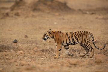 Obraz na płótnie Canvas Tiger at Tadoba Andhari Tiger Reserve, India