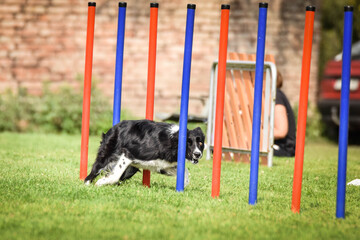 Black and white border collie in agility slalom on Ratenice competition. Amazing day on czech agility competition in town Ratenice it was competition only for large.