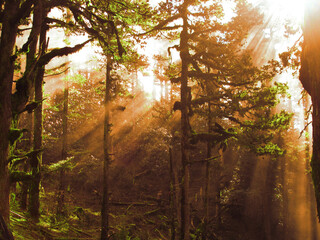 morning sun rays through the forest
