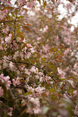 Spring pink Apple blossom in the Park