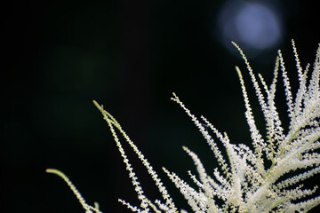 Macro view of amazing white astilbe flower on black background with one big blue bokeh
