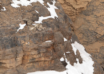 Mother and Cubs on the cliff near Kibber village, Spiti valley of Himachal Pradesh, India