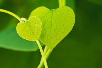 Two  fresh heart shaped leaves  on blurred  green floral background closeup.