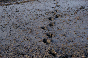 Farmer's footprint in the muddy rice field