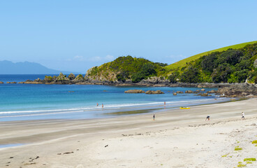 Panoramic View of Tawharanui Beach and Regional Park, Auckland New Zealand; White Sandy Beach during Low Tide