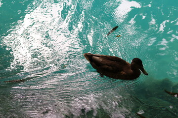 kaczka na tle turkusowej wody © Sebastian Gacki