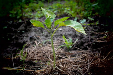 young green plant