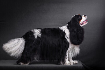 cavalier king charles spaniel dog portrait on black