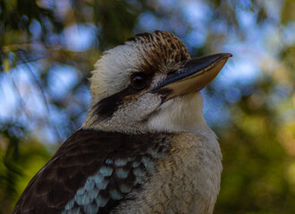 Kookaburra