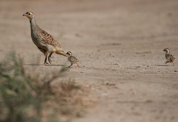 Grey francolin with her chicks at Adhari, Bahrain