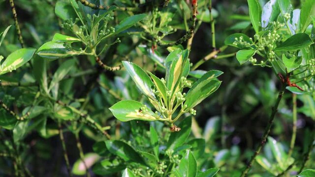 Euonymus japonica bush with yellow and green leaves in bloom. Evergreen plant called Japanese spindle tree with blossoms in the garden
