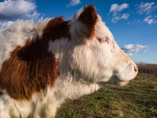 Fototapeta premium A portrait of a bull standing quietly on a pasture, in the wind of a cold winter day.