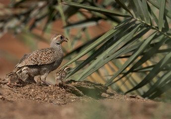 Grey francolin with chicks at Adhari, Bahrain