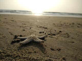 starfish on the hands