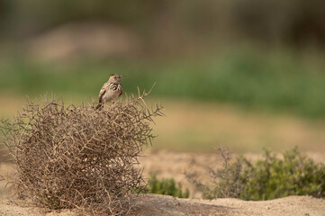 Crested Lark perched on a bush at Buri farm, Bahrain