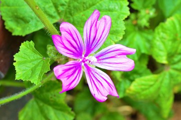 Close-up of a pink Mallow flower (Malva sylvestris).