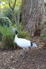 Ibis in the park