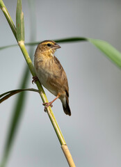 Female Red Bishop at Adhari area of Bahrain