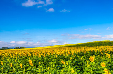 Fototapeta na wymiar sunflowers field on sky