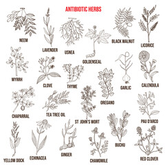 Antibiotic herbs collection. Hand drawn vector set