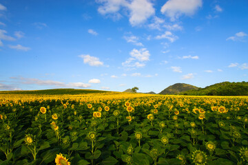 Fototapeta na wymiar sunflowers field on sky