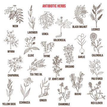 Antibiotic herbs collection. Hand drawn vector set