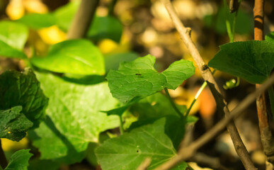 leaves in the garden