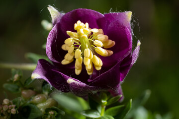 Purple flower