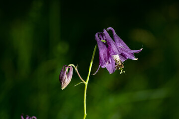 Hanging purple flower