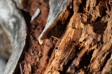 Rotten tree