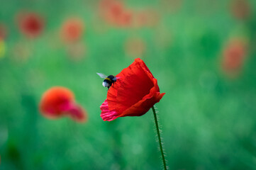 Detail of isolated red poppy (common poppy) flower and a flying bumblebee. Papaver rhoeas.