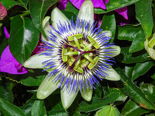 Fiore