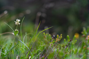 Meadow low angle