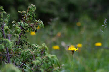 Conifer, flower, insect