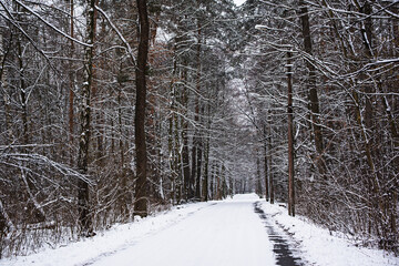 Winter forest with path