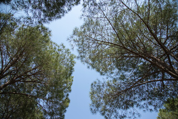 green pine tree and blue sky