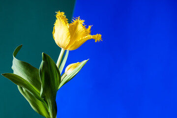 Beautiful yellow tulip flower on a two-color background with copy space.