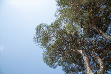 green pine tree and blue sky