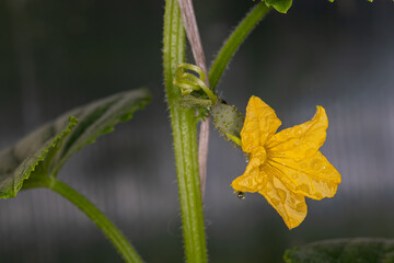 Cucumber plant with a flower close-up. Macro of young Cucumbers Growing. Flowering cucumber.