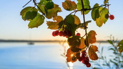 Baum Am Starnberger See